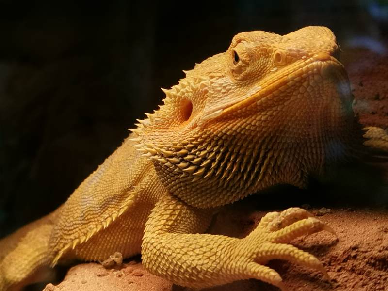 金色蜥蜴特写图片