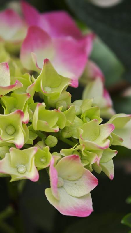 绣球花的美丽瞬间图片