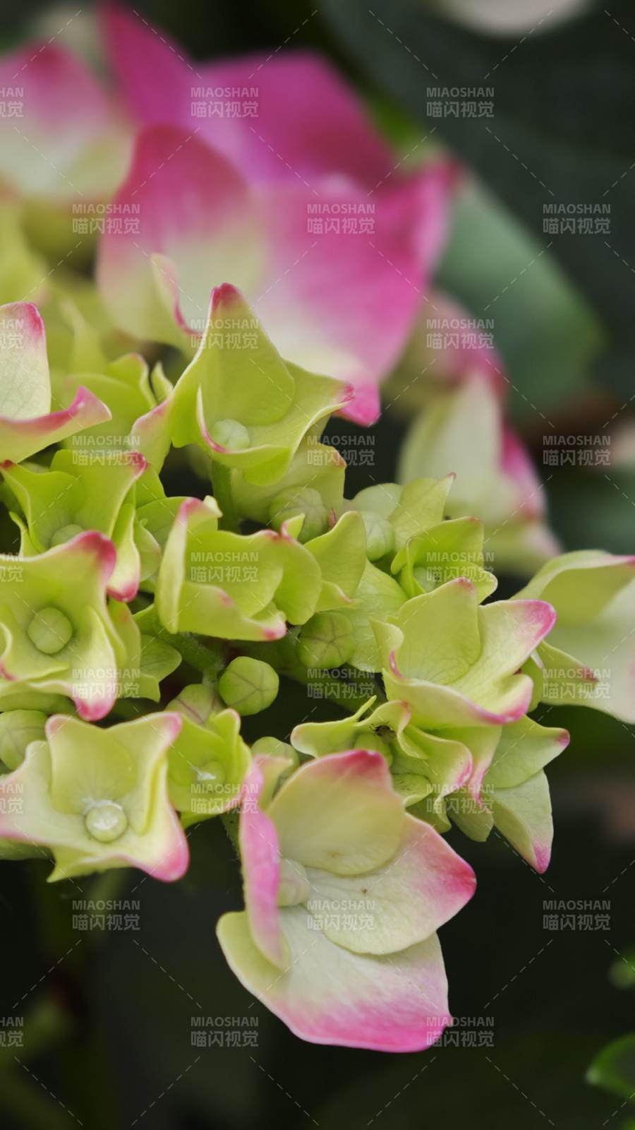 绣球花的美丽瞬间图片