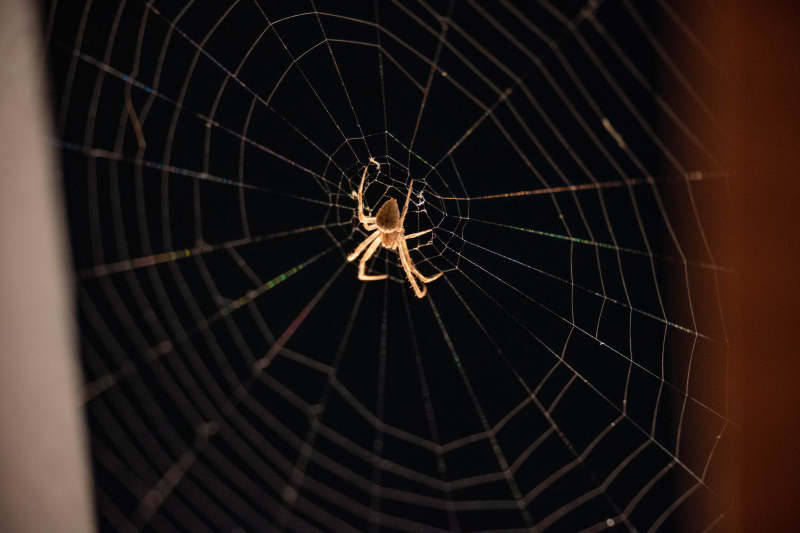 夜幕下的蜘蛛网图片