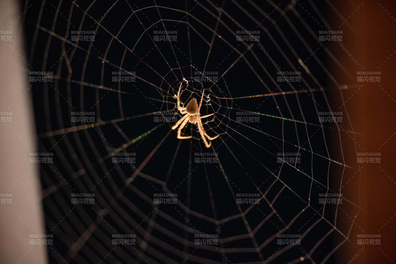 夜幕下的蜘蛛网图片