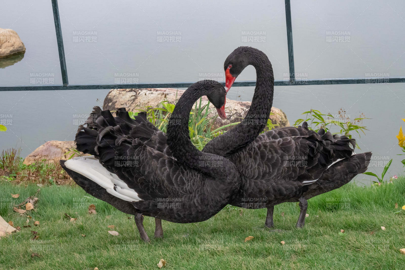 黑天鹅的优雅姿态图片