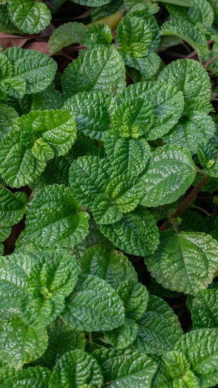 薄荷叶的特写图片