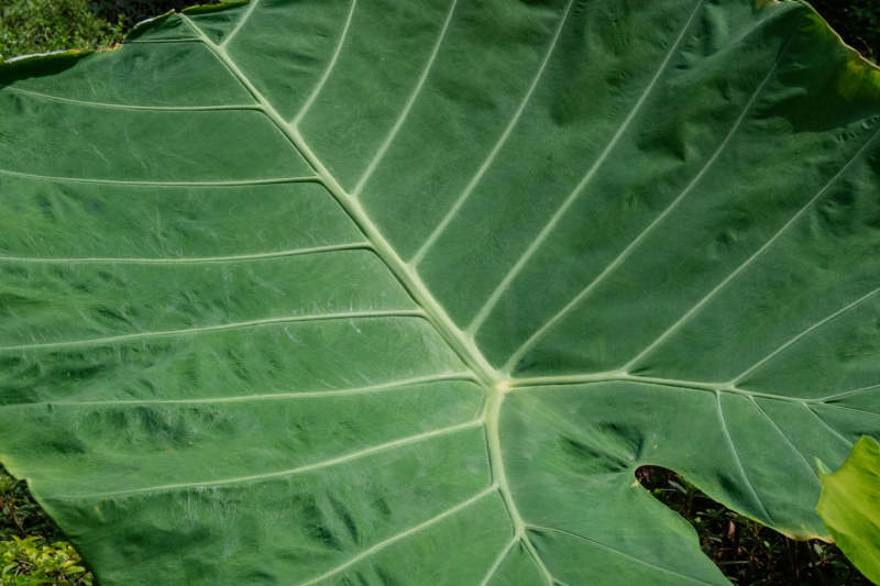 巨大的绿叶图片