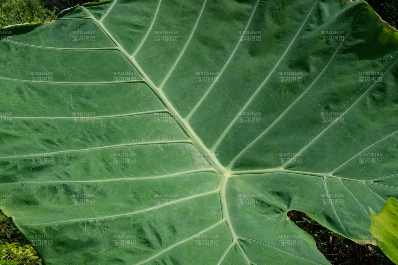 巨大的绿叶图片