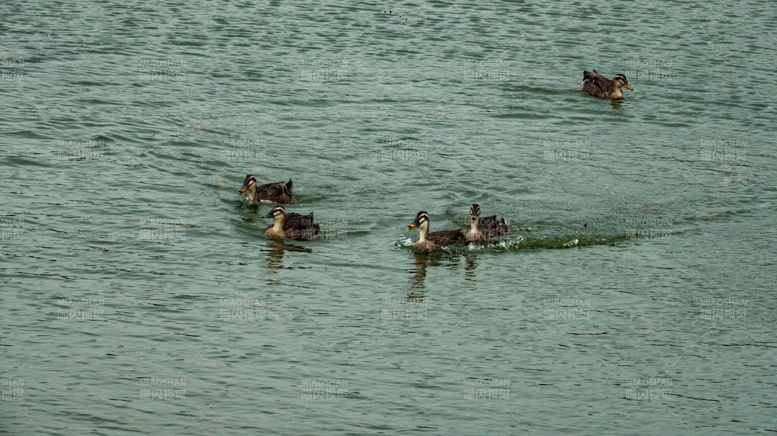 湖面鸭子游图片