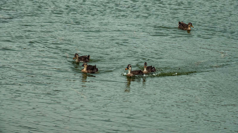 湖面鸭子游图片