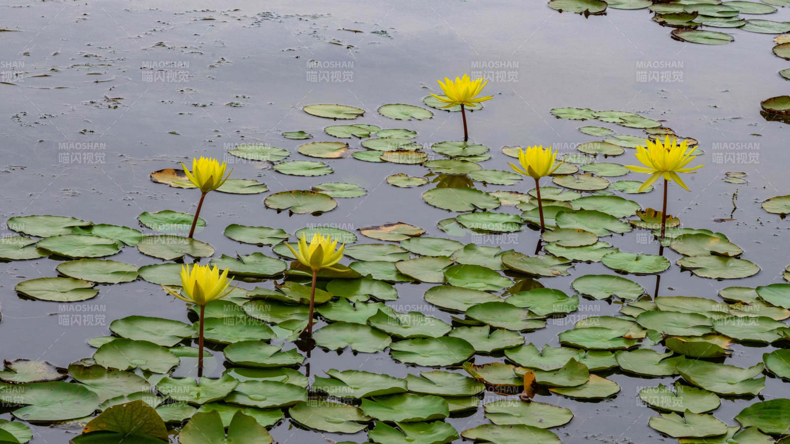 黄莲盛开 水上美景图片