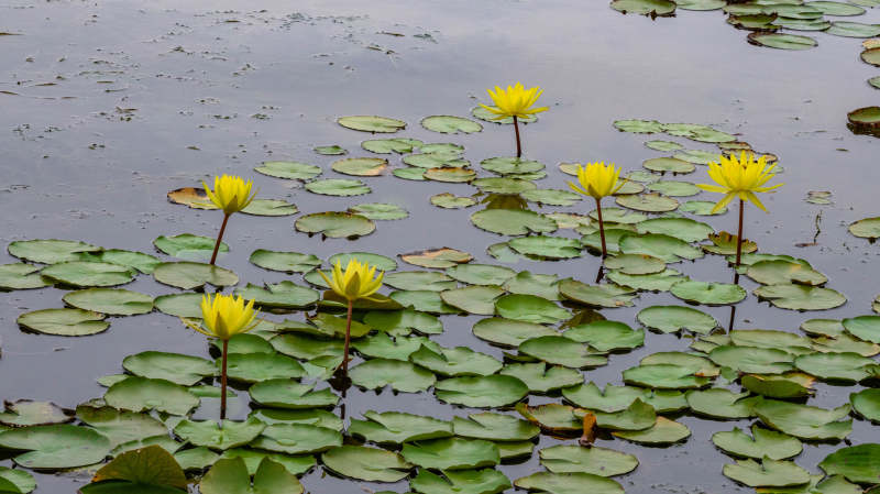 黄莲盛开 水上美景图片