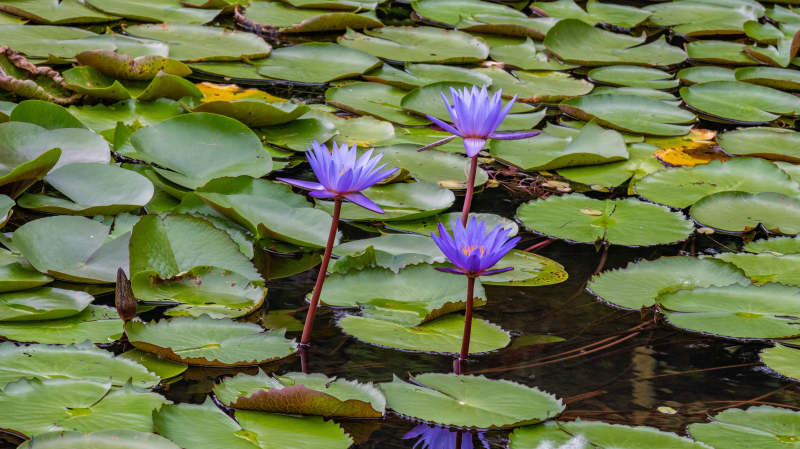紫莲池中映绿叶图片