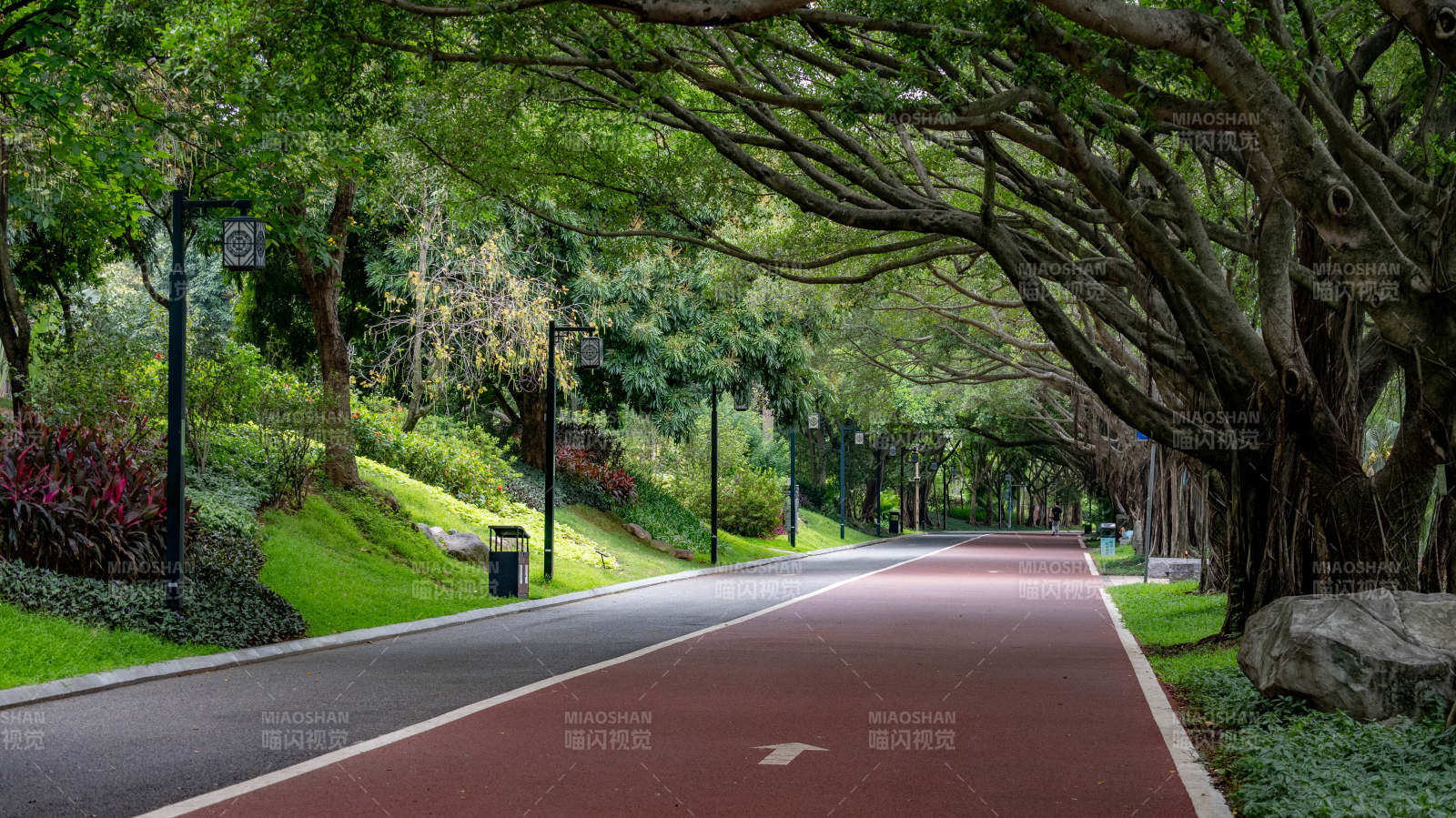 林荫道上的晨跑路图片