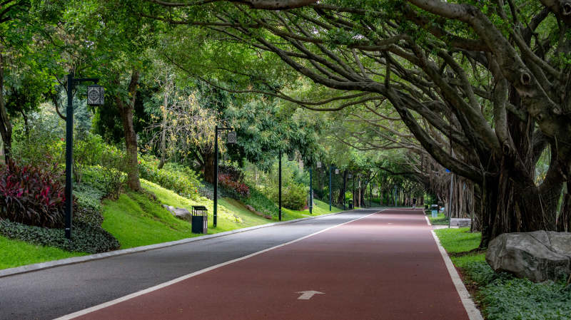 林荫道上的晨跑路图片