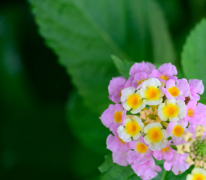 马缨丹花朵绽放图片