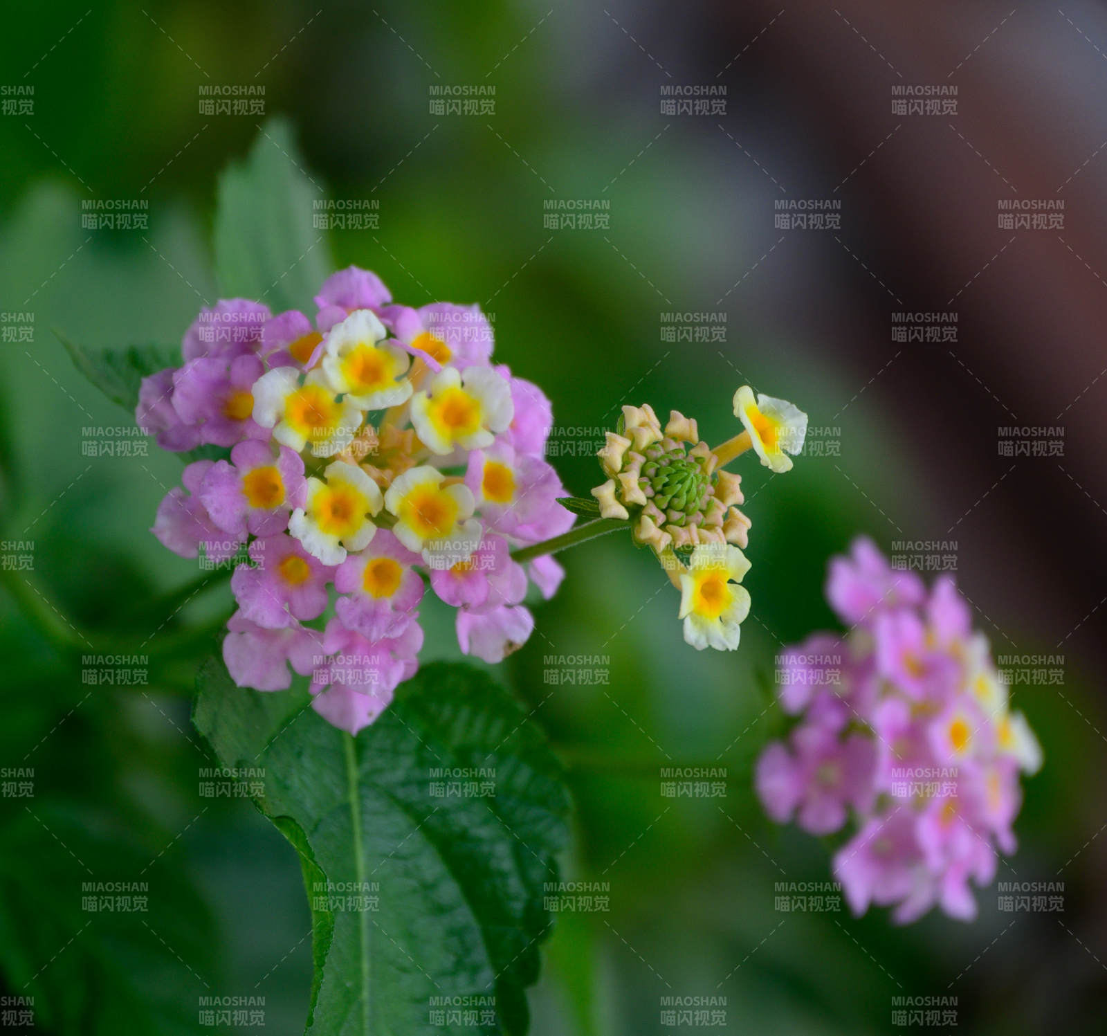 马缨丹花朵绽放图片