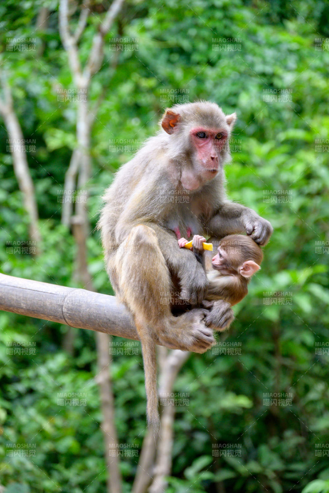 母猴怀抱幼猴图片