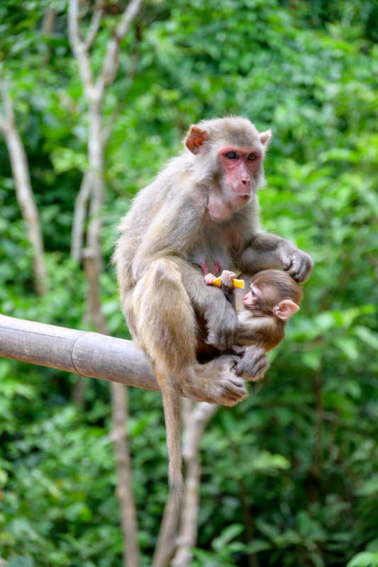 母猴怀抱幼猴图片