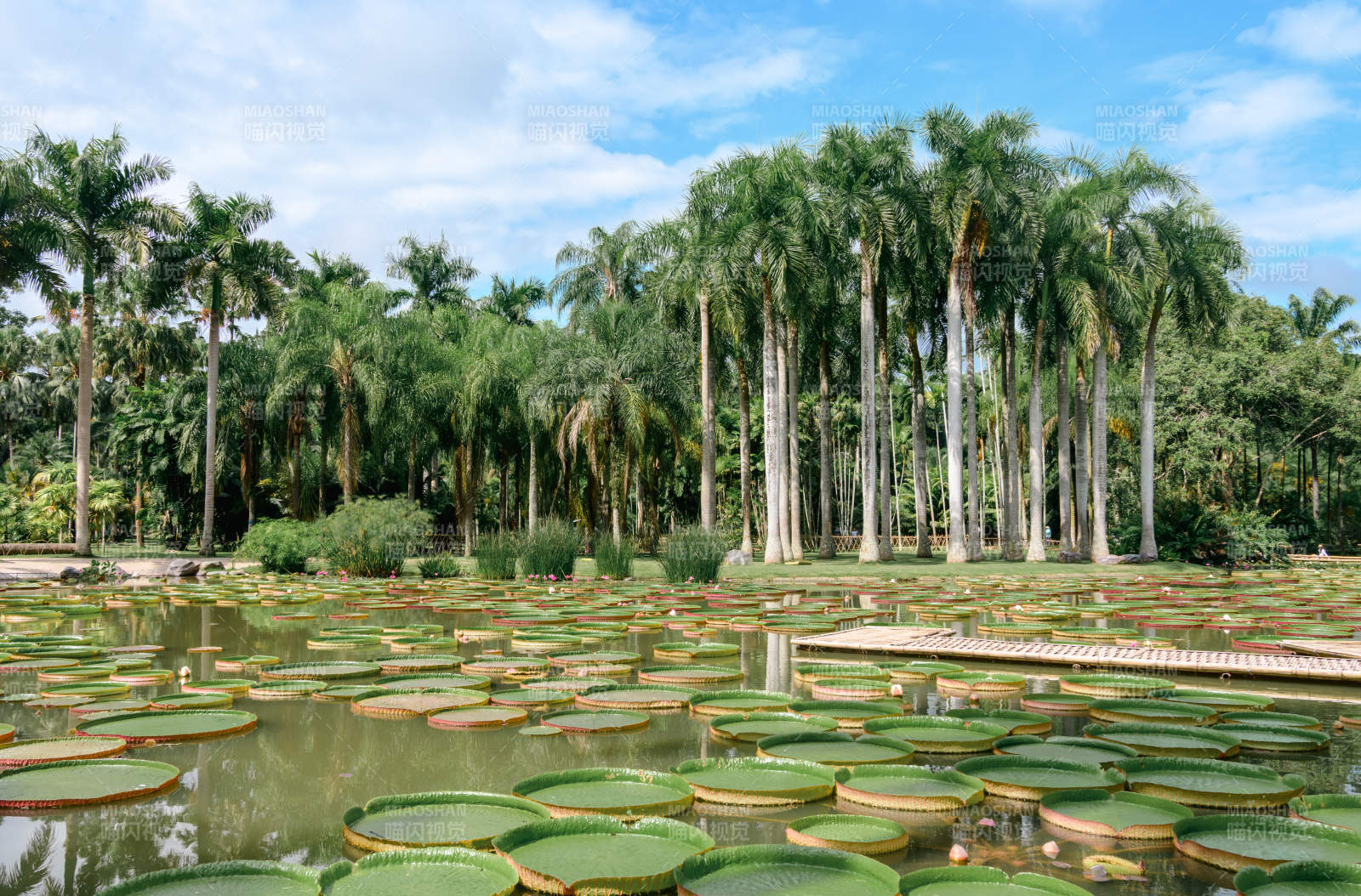 热带植物园的美丽景象图片