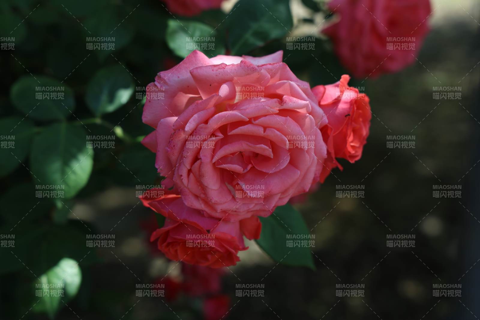 粉色月季花图片