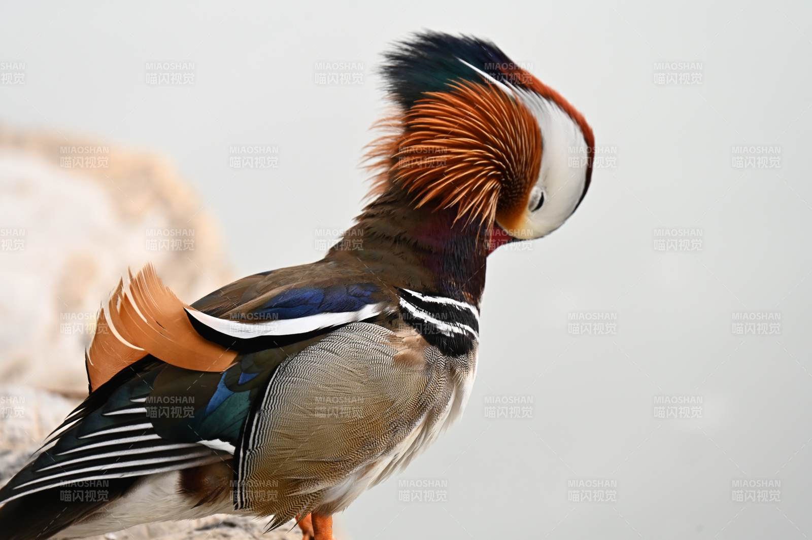 鸳鸯的美丽瞬间图片