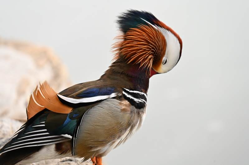 鸳鸯的美丽瞬间图片