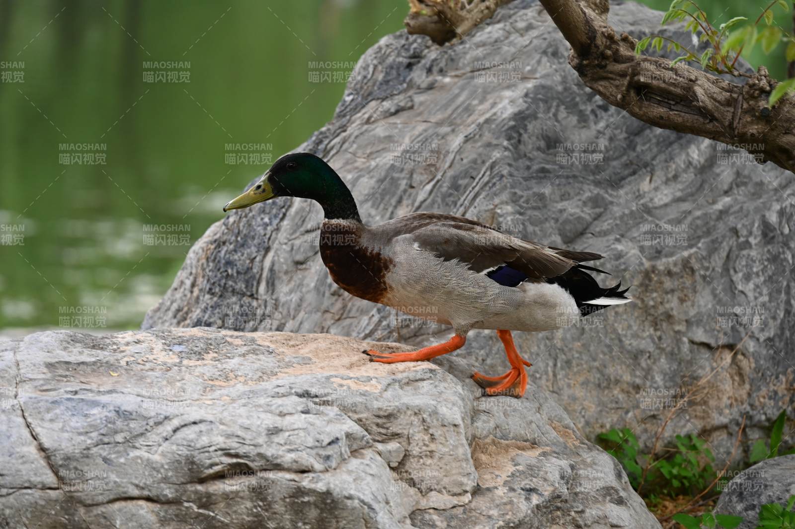 岩石上的野鸭图片