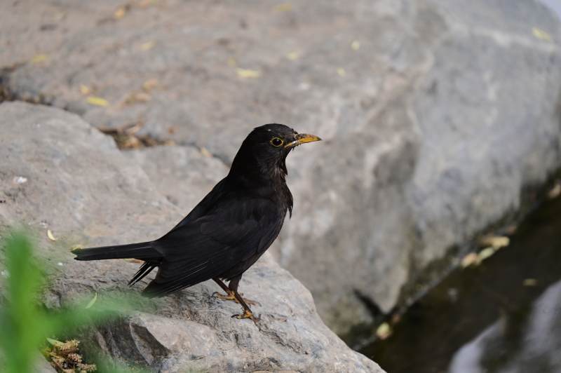 黑鸟栖息于岩石旁图片