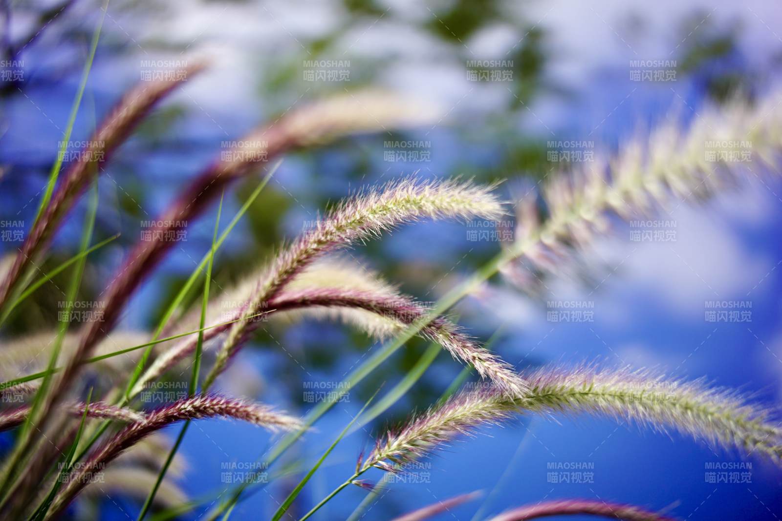 草尖上的蓝天图片