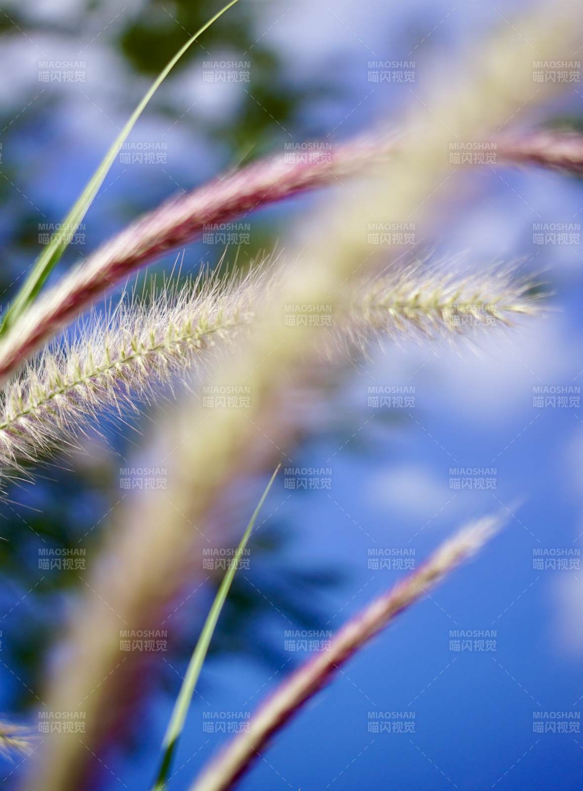 草穗与蓝天图片