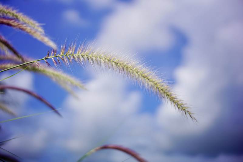 草尖上的天空图片