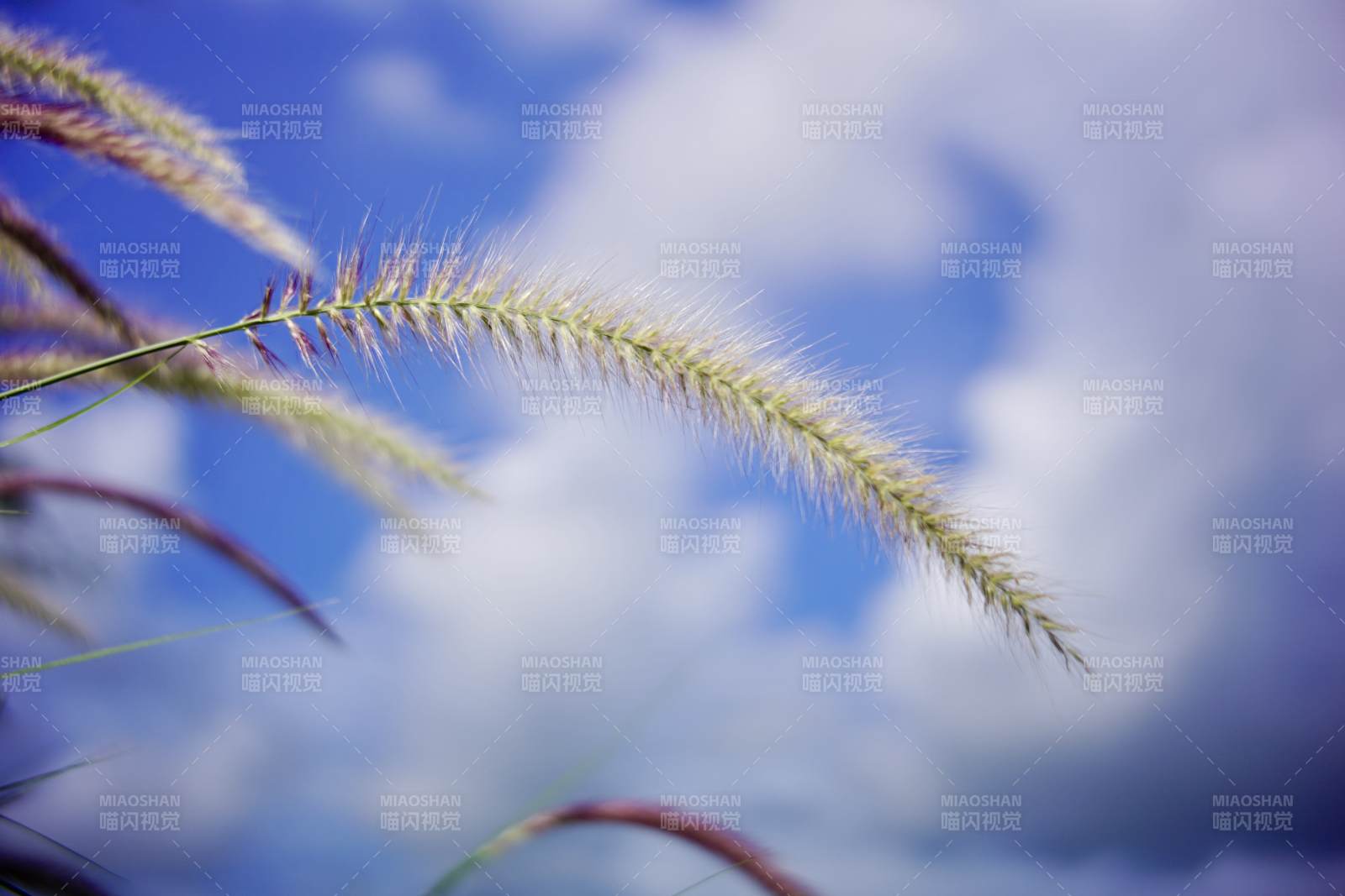 草尖上的天空图片