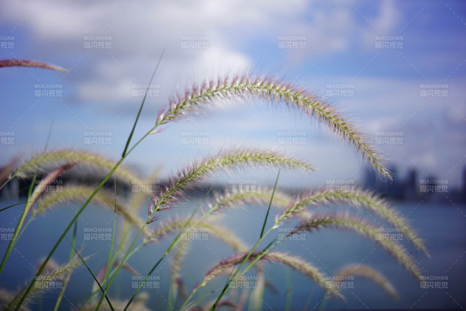 草尖上的城市风景图片