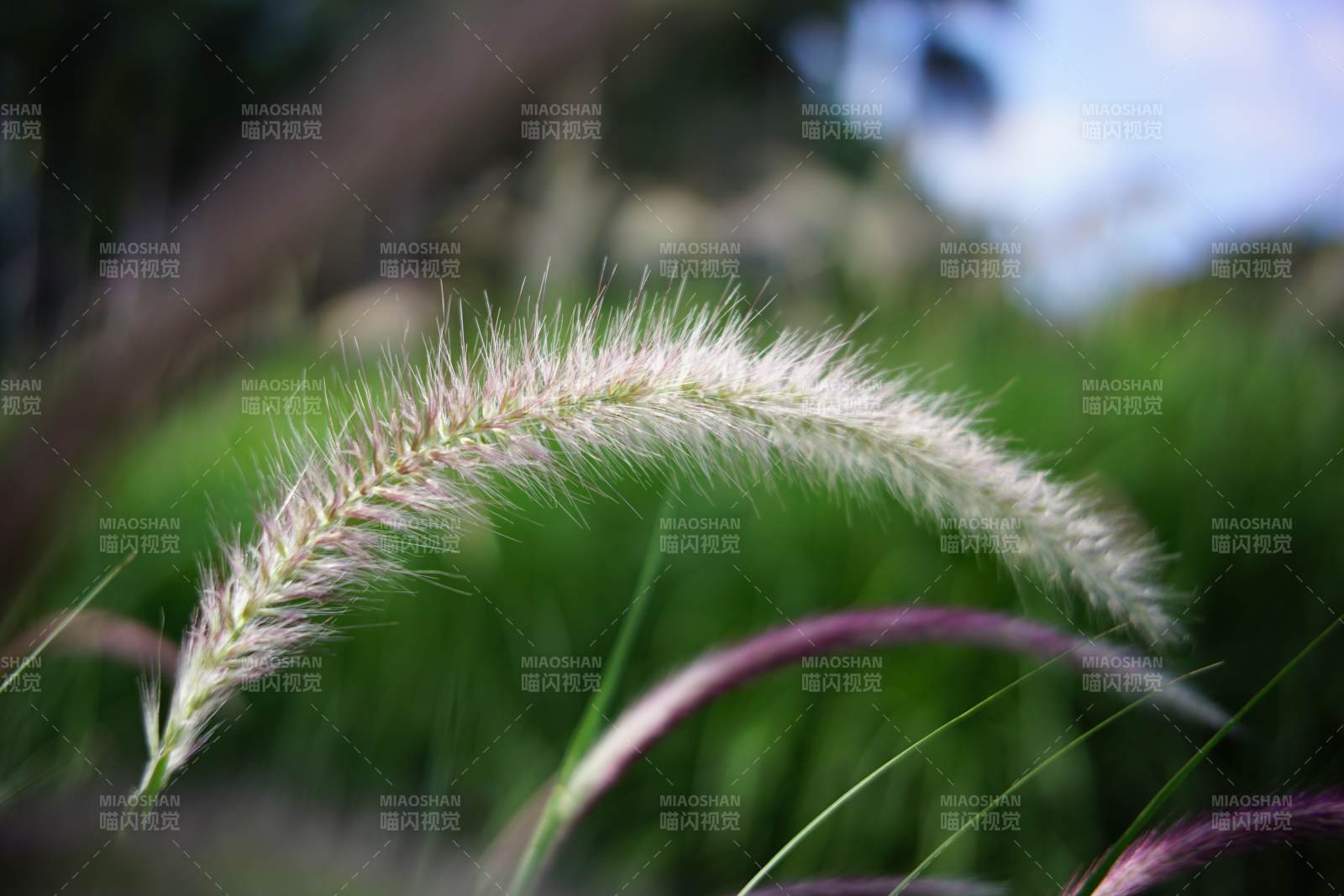 草穗特写图片