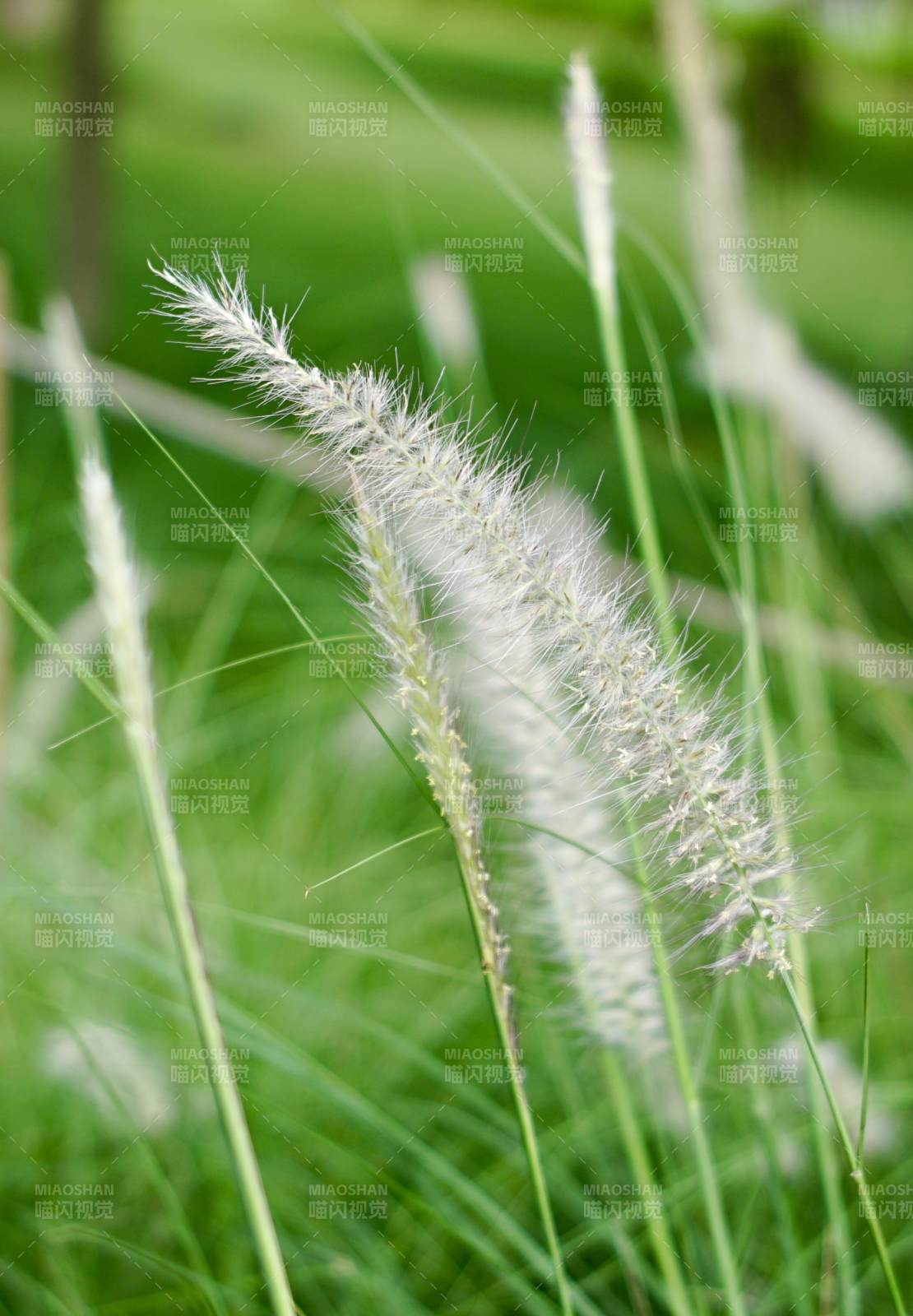 草丛中的白色花穗图片