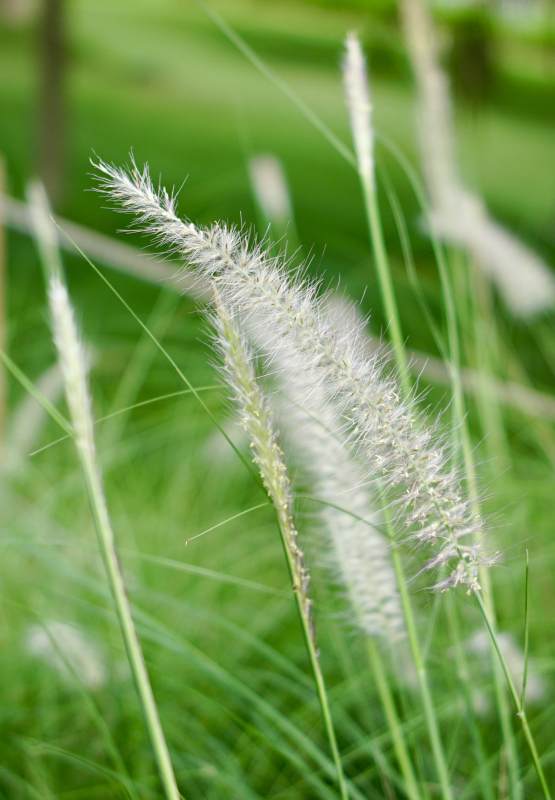 草丛中的白色花穗图片