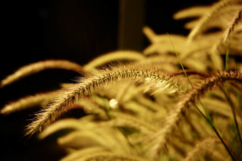 金色狗尾草的特写图片