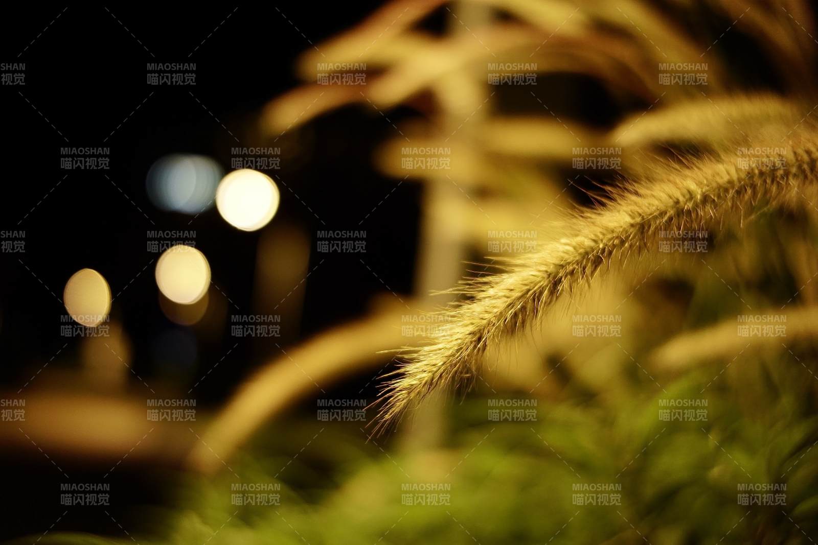 夜色中的狼尾草图片