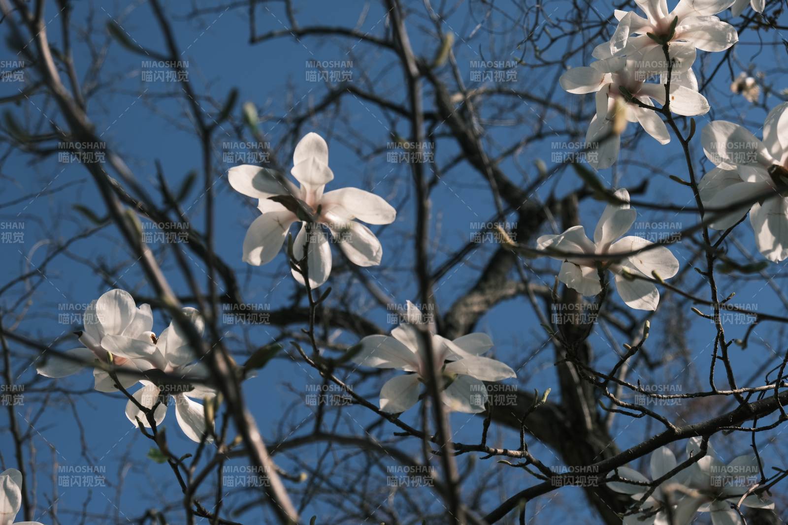 春日玉兰花图片