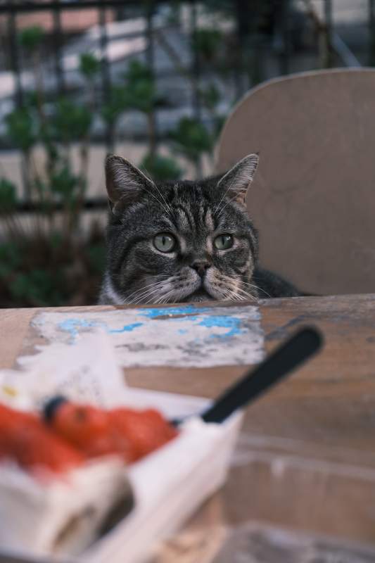 猫咪探头桌边图片