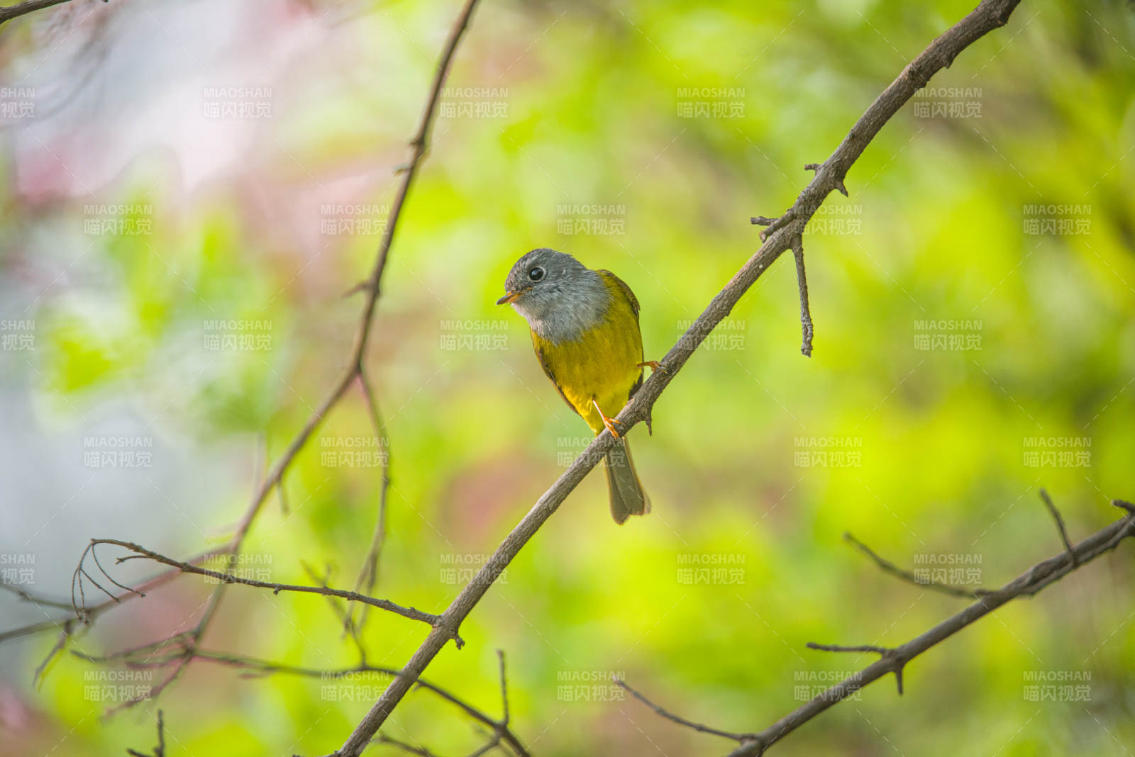 方尾鹟栖息在春天的树枝上图片