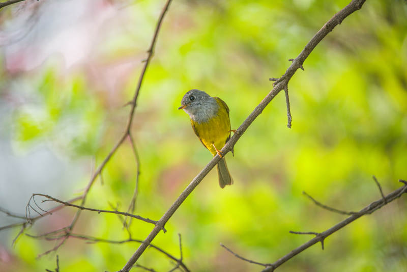 方尾鹟栖息在春天的树枝上图片