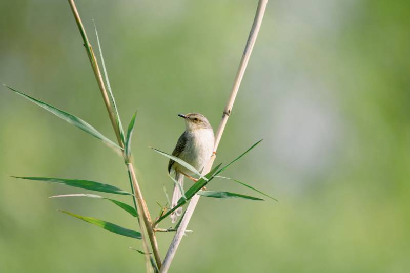 小鸟栖息在芦苇上图片