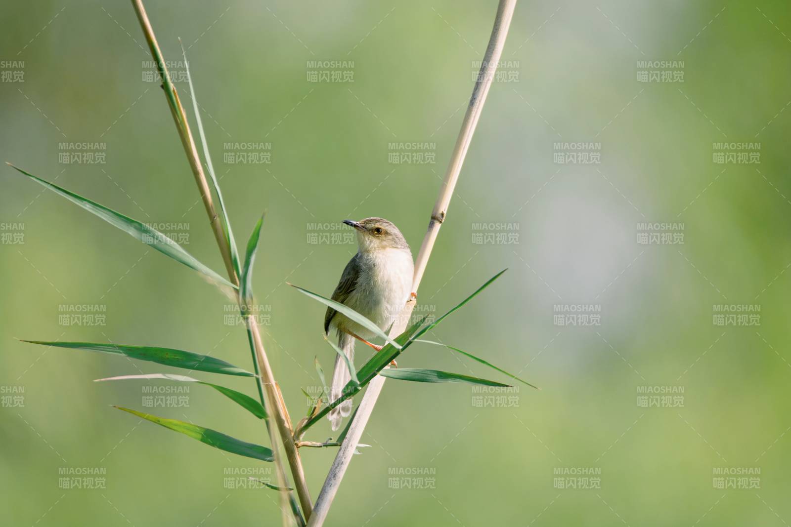 小鸟栖息在芦苇上图片