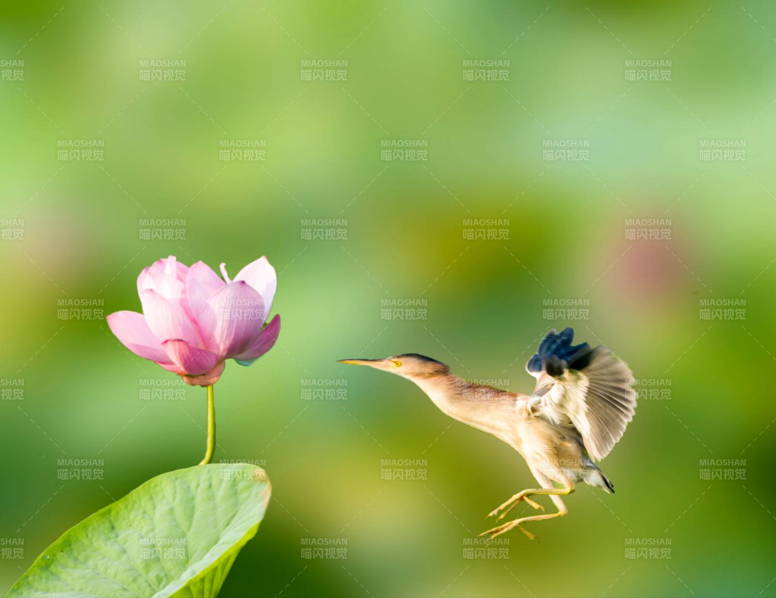 鸟儿与莲花图片