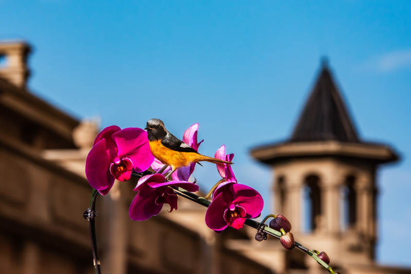 鸟儿栖息在花上图片