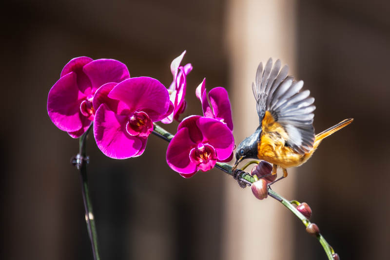 鸟儿与兰花的美丽邂逅图片