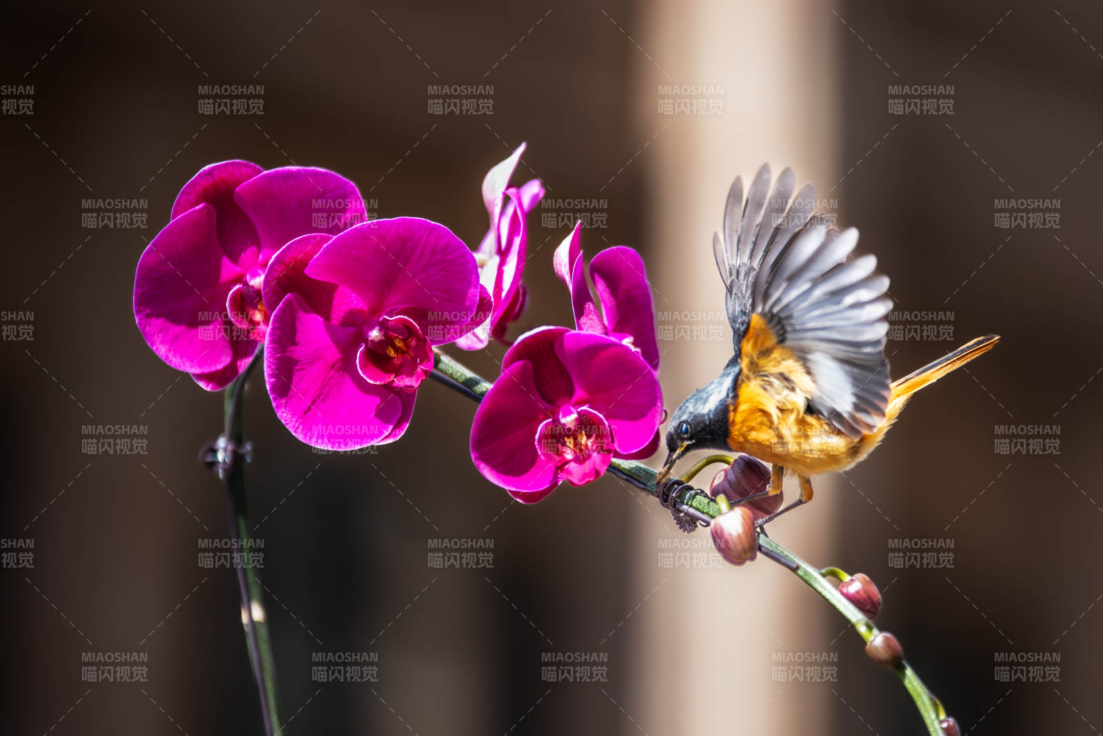 鸟儿与兰花的美丽邂逅图片