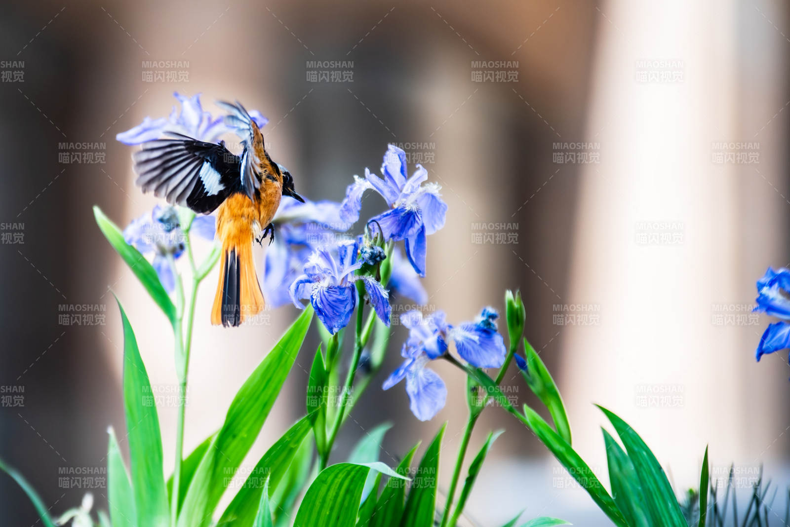 鸟儿与蓝花共舞图片