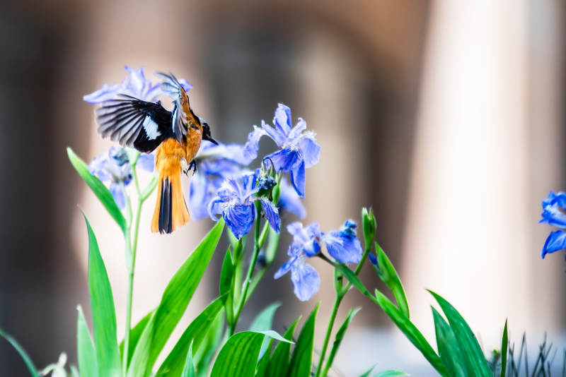 鸟儿与蓝花共舞图片