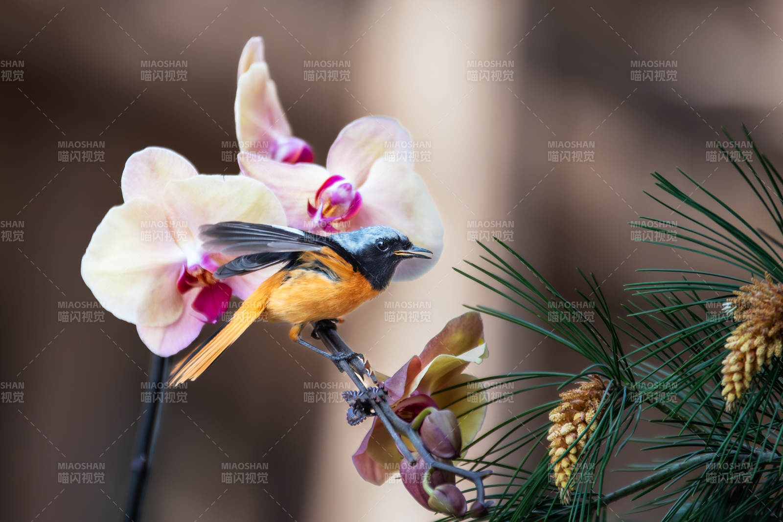 鸟儿与兰花图片