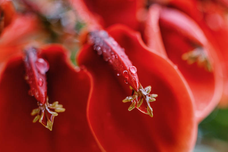 红花蕊上的露珠图片